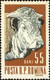 Colnect-4450-807-Male-Cattle-Bos-primigenius-taurus.jpg