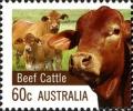 Colnect-1732-663-Beef-Cattle-Bos-primigenius-taurus.jpg