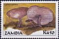 Colnect-4468-833-Lepista-sordida.jpg