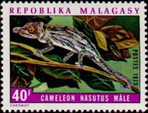 Colnect-1203-458-Bignose-Chameleon-Chameleo-nasatus---Male.jpg