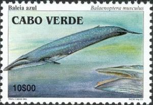 Colnect-2871-852-Blue-Whale-Balaenoptera-musculus.jpg