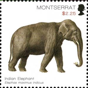 Colnect-3445-002-Asian-Elephant-Elephas-maximus.jpg