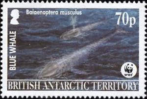 Colnect-4381-344-Blue-whale-Balaenoptera-musculus.jpg