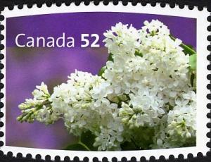 Colnect-767-212-Princess-Alexandra-Syringa-vulgaris.jpg