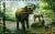 Colnect-5978-037-Asian-Elephant-Elephas-maximus.jpg