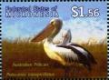 Colnect-5727-299-Australian-pelican-Pelicanus-conspicilatus.jpg