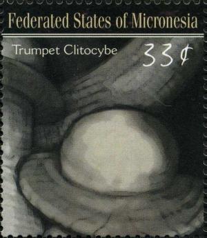 Colnect-3157-391-Clitocybe-geotropa.jpg