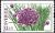 Colnect-5160-194-Allium-schoenoprasum.jpg