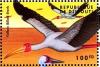 Colnect-3769-071-Yellow-billed-Stork-Mycteria-ibis.jpg