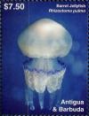 Colnect-6446-212-Barrel-Jellyfish-Rhizostoma-pulmo.jpg