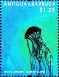 Colnect-5942-818-Moon-Jellyfish-Aurelia-aurita.jpg