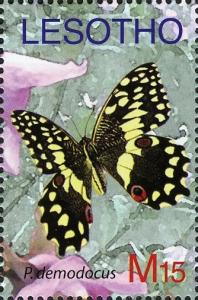 Colnect-1618-671-Citrus-Swallowtail-Papilio-demodocus.jpg