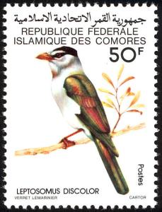 Colnect-2150-668-Cuckoo-Roller-Leptosomus-descolor.jpg