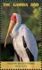 Colnect-5726-899-Yellow-billed-Stork-Mycteria-ibis.jpg