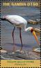 Colnect-5726-901-Yellow-billed-Stork-Mycteria-ibis.jpg