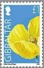 Colnect-1941-968-Yellow-Horned-poppy.jpg