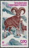 Colnect-888-113-Mouflon-Ovis-orientalis.jpg