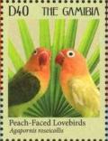 Colnect-1290-077-Peached-faced-Lovebird-Agapornis-roseicollis.jpg