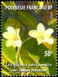 Colnect-602-874-Scented-flower-Fagraea-berteriana.jpg
