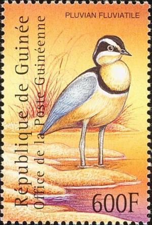 Colnect-3804-316-Egyptian-Plover-Pluvianus-aegyptius.jpg