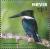 Colnect-4412-959-Green-Kingfisher-Chloroceryle-americana-seen-from-back.jpg