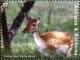 Colnect-6446-185-Fallow-Deer-Dama-dama.jpg