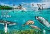 Colnect-7108-624-Dolphins-and-Wahles.jpg