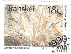 Colnect-2802-775-Fossils-Ginkgo-koningensis.jpg