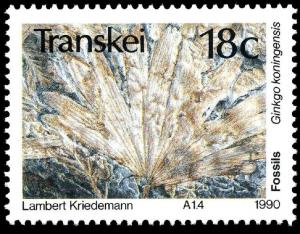 Colnect-3993-738-Fossils-Ginkgo-koningensis.jpg