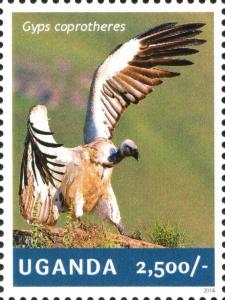 Colnect-4804-837-Cape-Vulture-Gyps-coprotheres.jpg
