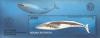 Colnect-1141-788-Skeleton-of-a-Blue-Whale-Balaenoptera-musculus.jpg