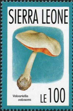 Colnect-3200-759-Volvariella-volvacea.jpg