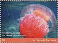 Colnect-6446-206-Sea-Nettle-Jellyfish-Chrysaora-quinquecirrha.jpg