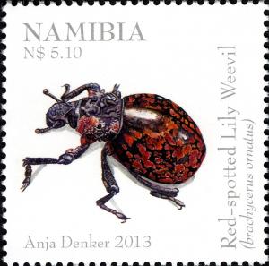 Colnect-3065-110-Red-spotted-Lily-Weevil-Brachycerus-ornatus.jpg