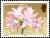 Colnect-6047-708-Jersey-Lily---Amaryllis-belladonna.jpg