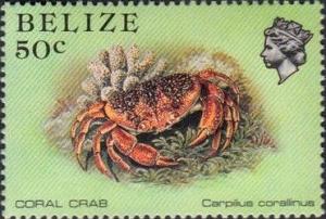 Colnect-2073-078-Batwing-Coral-Crab-Carpilius-corallinus.jpg