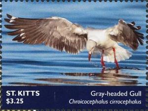 Colnect-6310-661-Grey-headed-Gull-Chroicocephalus-cirrocephalus.jpg