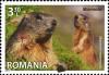 Colnect-2732-198-Alpine-Marmot-Marmota-marmota.jpg