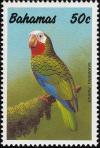 Colnect-862-691-Bahama-Amazon-Amazona-leucocephala-bahamensis.jpg