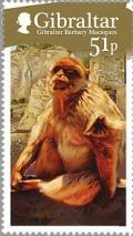 Colnect-2170-052-Barbary-Macaque-Macaca-sylvanus.jpg