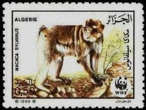 Colnect-1296-671-Barbary-Macaque-Macaca-sylvanus.jpg