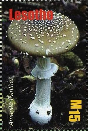 Colnect-1618-684-Amanita-pantherina.jpg