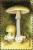 Colnect-3038-217-Amanita-phalloides.jpg