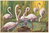 Colnect-1780-799-Greater-Flamingo-Phoenicopterus-roseus.jpg