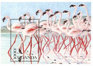 Colnect-1715-776-Lesser-Flamingo-Phoeniconaias-minor.jpg