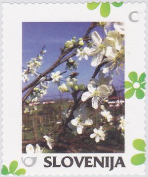 Spring-Blossoming-cherry.jpg