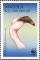 Colnect-4257-077-Lesser-Flamingo-Phoeniconaias-minor.jpg