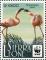 Colnect-4808-592-Lesser-flamingo-Phoenicoparrus-minor.jpg