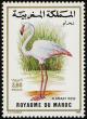 Colnect-1347-818-Greater-Flamingo-Phoenicopterus-roseus.jpg
