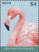 Colnect-4412-946-Greater-Flamingo-Phoenicopterus-roseus.jpg